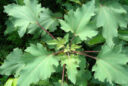 Xanthium strumarium 1