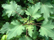 Xanthium strumarium 1