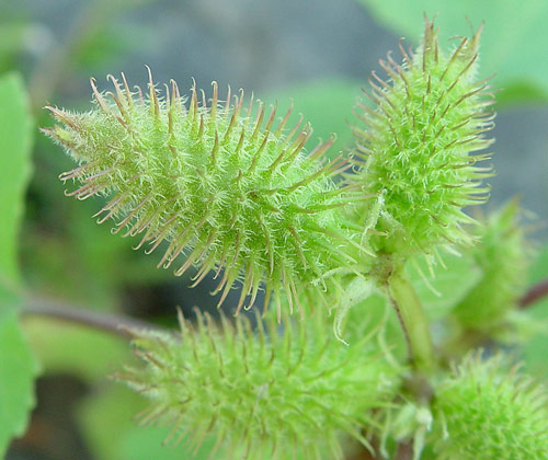 xanthium strumarium fruits