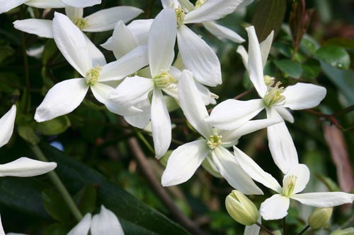 Clematis armandii NPM 110609023