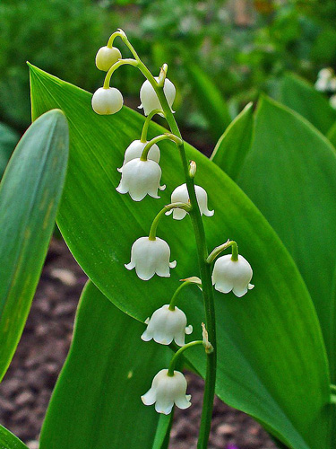 Convallaria majalis Un brin