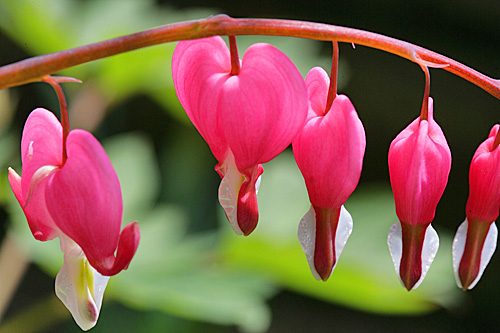 Lamprocapnos Dicentra spectabilis Mioulane MAP XY7S7962