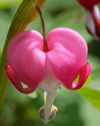 Lamprocapnos Dicentra spectabilis Mioulane MAP XY7S7963