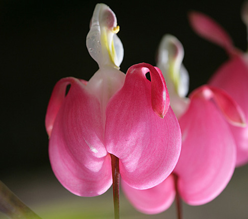 Lamprocapnos Dicentra spectabilis Mioulane MAP XY7S7965