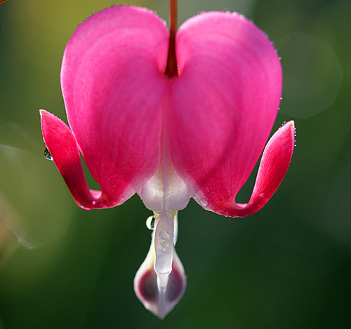 Lamprocapnos Dicentra spectabilis Mioulane MAP XY7S8153