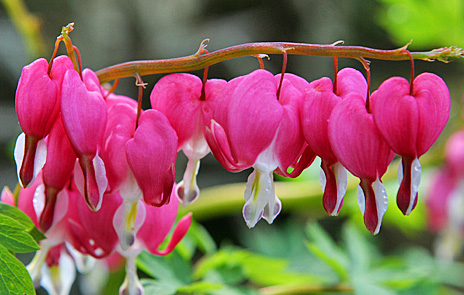 Lamprocapnos Dicentra spectabilis Mioulane Photogreen 1956327