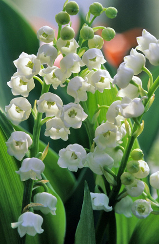 Muguet MAP ADE GIP0024378