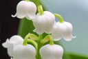 Muguet Mioulane MAP NPM 90310827