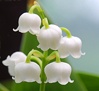 Muguet Mioulane MAP NPM 90310827