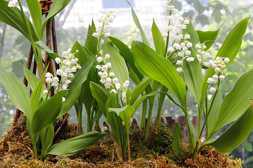 Muguet Veranda Mioulane MAP 