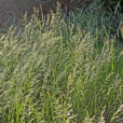 arrhenatherum-elatius-Ulsamer