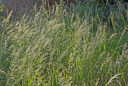 arrhenatherum-elatius-Ulsamer