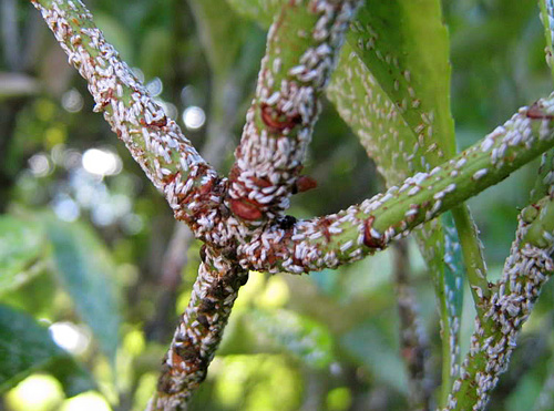 Cochenille fusain rameau