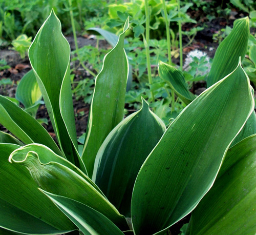 Convallaria majalis Hofheim