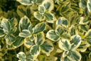 Euonymus fortunei Mioulane MAP NPM 850277308