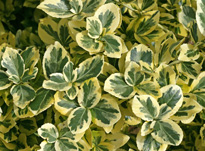 Euonymus fortunei Mioulane MAP NPM 850277308