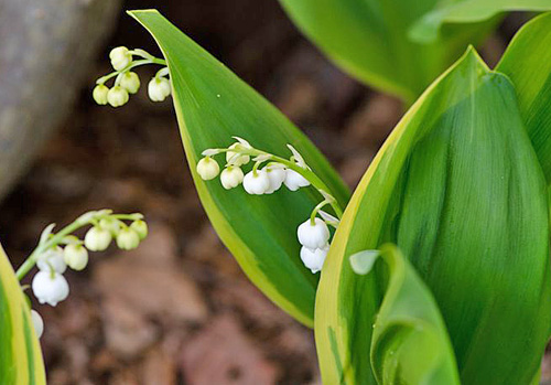 Muguet Hardwick Hall