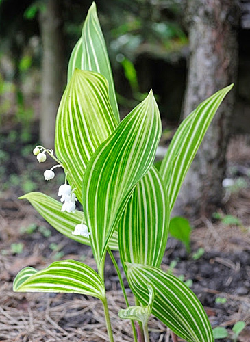 Muguet Polish Beauty