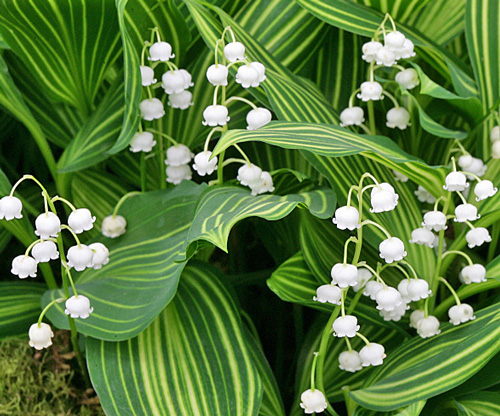 Muguet panache Mioulane MAP NPM 080928320