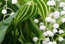 Muguet panache Mioulane MAP NPM 080928321