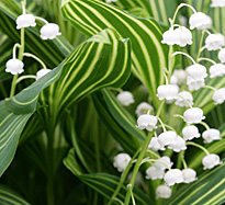 Muguet panache Mioulane MAP NPM 080928321