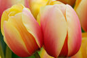 Tulipe Manit Mioulane MAP NPM 914350207