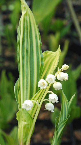 convallaria majalis vic pawlovskis gold