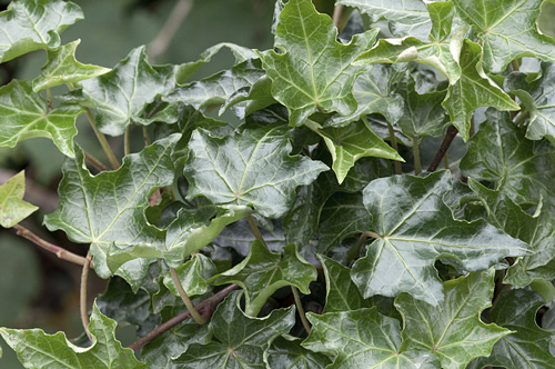 Hedera helix Ivalace MAP ADE 110103058