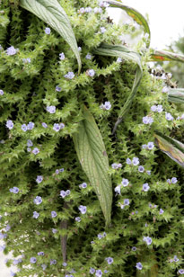 Echium pininana Mioulane MAP NPM 091028053