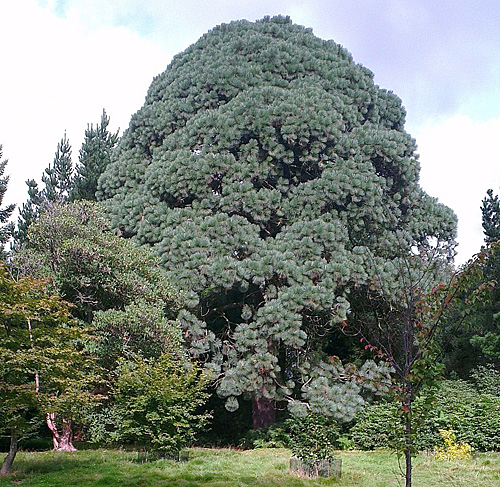 Montezuma Pine at Sheffield Park