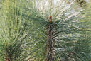 Pinus montezumae Shefield Park