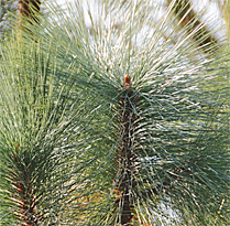 Pinus montezumae Shefield Park