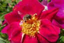 Rose Naturen NewsJardinTV P1010196