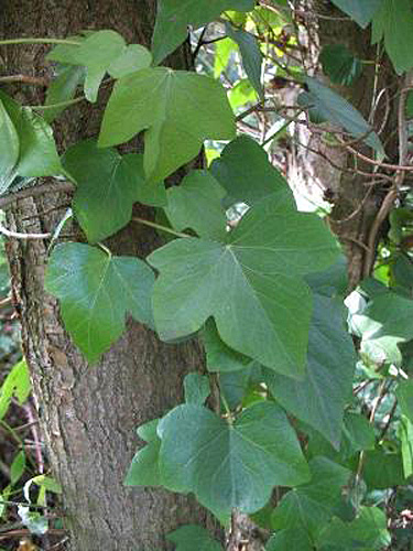 Hedera maroccana 3