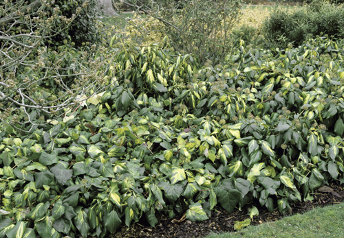 Hedera colchica Sulphur Heart MAP ADE GIP0104356