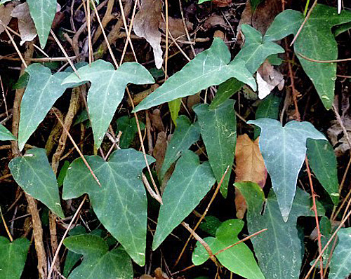 Hedera pastuchovii