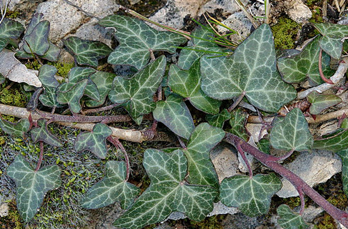 Hedera rhizomatifera