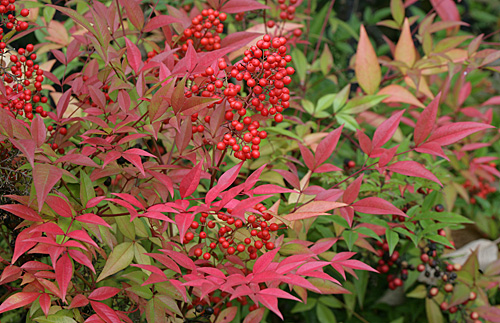 Nandina Feuille fruit Mioulane MAP NPM 850377002