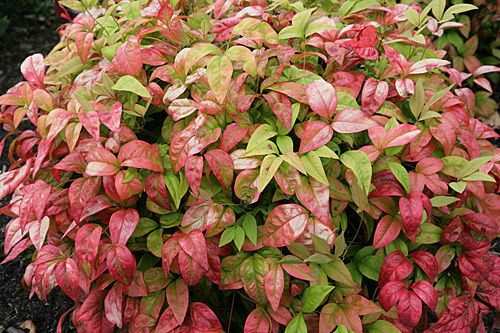 Nandina Fire Power Mioulane MAP NPM 070827344