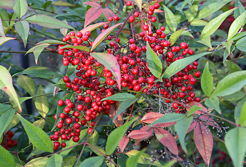 Nandina Fruits Mioulane MAP NPM 719516427