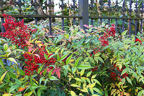 Nandina Haie Mioulane MAP NPM 719516428