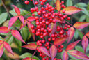 Nandina Mioulane MAP NPM 719516430