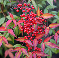 Nandina Mioulane MAP NPM 719516430