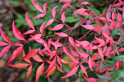 Nandina feuillage Mioulane MAP NPM90001085