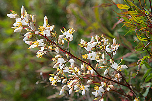 Nandina fleur Mioulane MAP NPM90001083