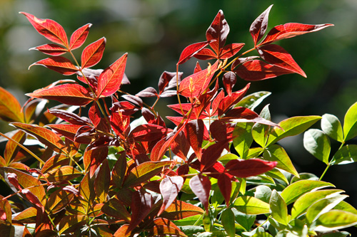 Nandina obssessed Sika Mioulane MAP NPM 914372542