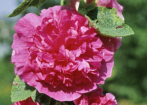 Alcea rosea Mioulane MAP NPM GIP0099911