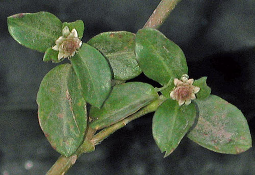 Alternanthera obovata