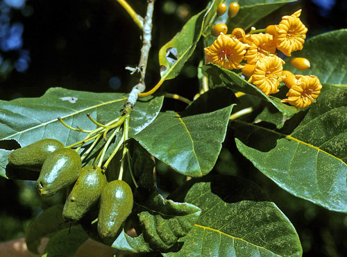 Cordia rickseckeri