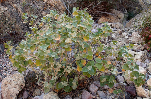 Croton magdalenae